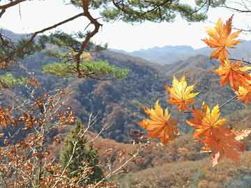 澳門一肖一碼，揭秘準(zhǔn)確預(yù)測背后的秘密（100%準(zhǔn)確率真的存在嗎？）