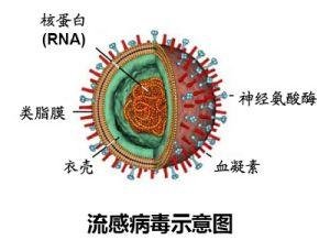 河南地區(qū)關(guān)于H7N9的最新消息，深度分析與展望（2017年）